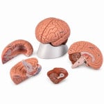 Human Brain Model